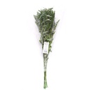 SOL/0104 Solidago stabilisée Vert 40-60 cm