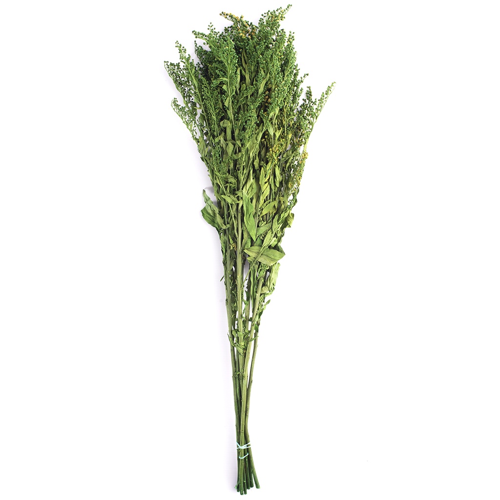 SOL/0104 Solidago stabilisée Vert 40-60 cm