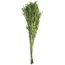 SOL/0104 Solidago stabilisée Vert 40-60 cm