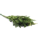 SOL/0104 Solidago stabilisée Vert 40-60 cm