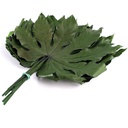 ARA/9100 Feuille d'Aralia stabilisée Vert 5 tiges