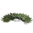 ARA/9100 Feuille d'Aralia stabilisée Vert 5 tiges