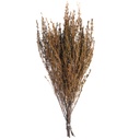 GRA/9503 Grabia stabilisée Orange 30-60cm