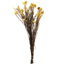 HDI/0300 Helychrisium Diosmi stabilisée Jaune 30-60cm