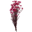HDI/0440 Helychrisium Diosmi stabilisée Rose 30-60cm