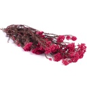 HDI/0440 Helychrisium Diosmi stabilisée Rose 30-60cm