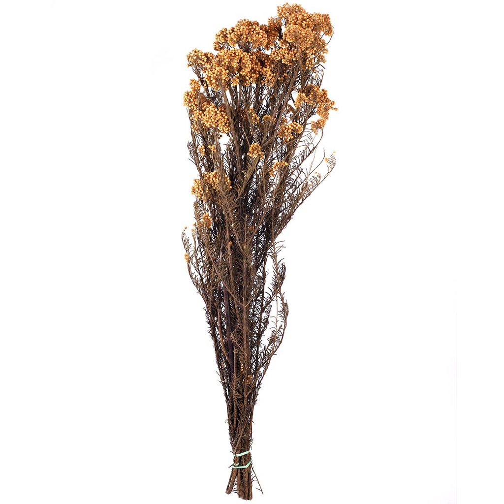 HDI/0530 Helychrisium Diosmi stabilisée Orange 30-60cm