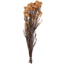 HDI/0530 Helychrisium Diosmi stabilisée Orange 30-60cm