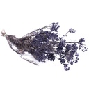 HDI/0610 Helychrisium Diosmi stabilisée Bleu 30-60cm