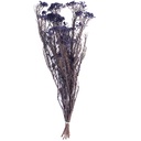 HDI/0610 Helychrisium Diosmi stabilisée Bleu 30-60cm