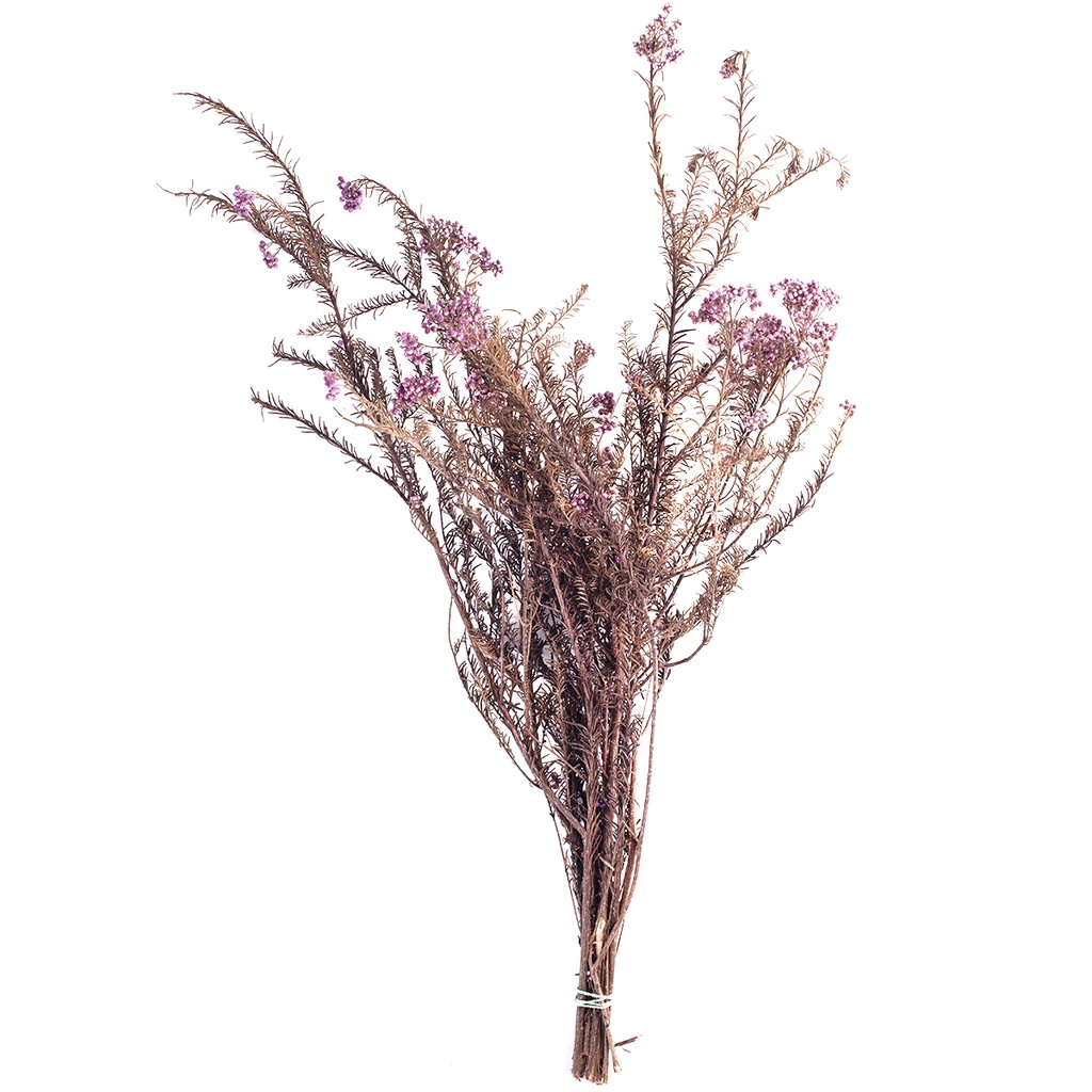 HDI/0820 Helychrisium Diosmi stabilisée Lilas 30-60cm