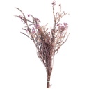 HDI/0820 Helychrisium Diosmi stabilisée Lilas 30-60cm