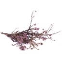 HDI/0820 Helychrisium Diosmi stabilisée Lilas 30-60cm