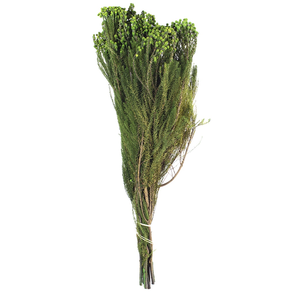LAN/9103 Lanuginosa stabilisée Vert 30-60cm