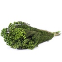 LAN/9103 Lanuginosa stabilisée Vert 30-60cm