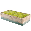 LIC/0555 Lichen stabilisée Printemps W-Box 0,5 kg