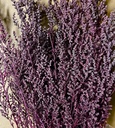 STB/0713 Stoebe stabilisée Byzance 30-50 cm