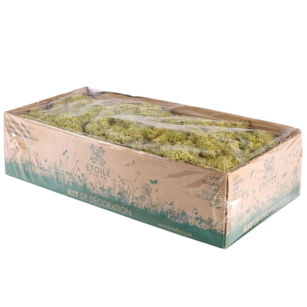 LIC/0564 Lichen stabilisée Vieux printemps W-Box 0,5 kg