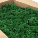 LIC/4078 Lichen stabilisée Vert d'Herbe Box 4 kg