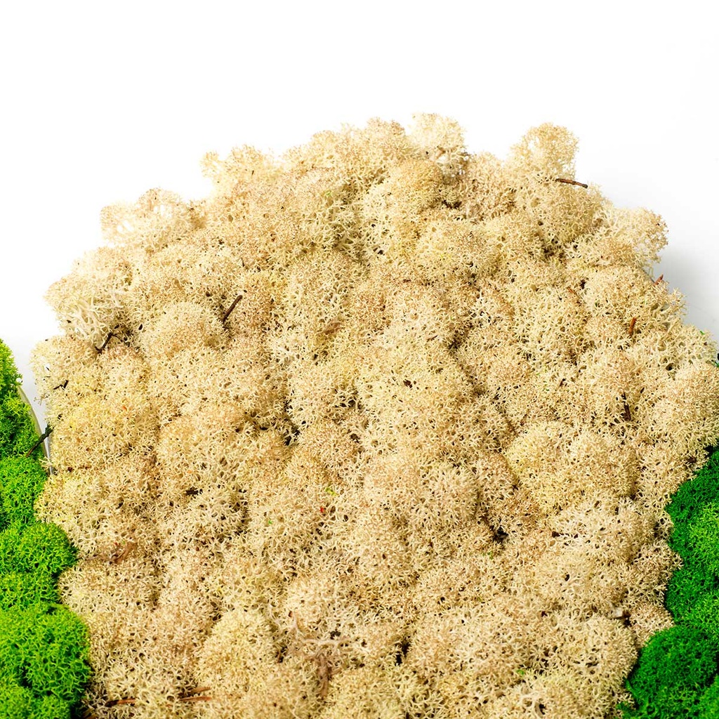 LIR/0556 Lichen stabilisée Nature W-Box 0,5 kg