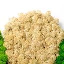 LIR/0556 Lichen stabilisée Nature W-Box 0,5 kg