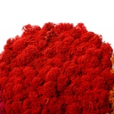 LIR/0557 Lichen stabilisée Rouge W-Box 0,5 kg