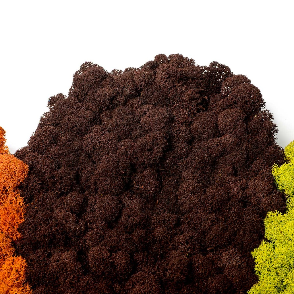 LIR/0565 Lichen stabilisée Brun W-Box 0,5 kg