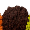 LIR/0565 Lichen stabilisée Brun W-Box 0,5 kg