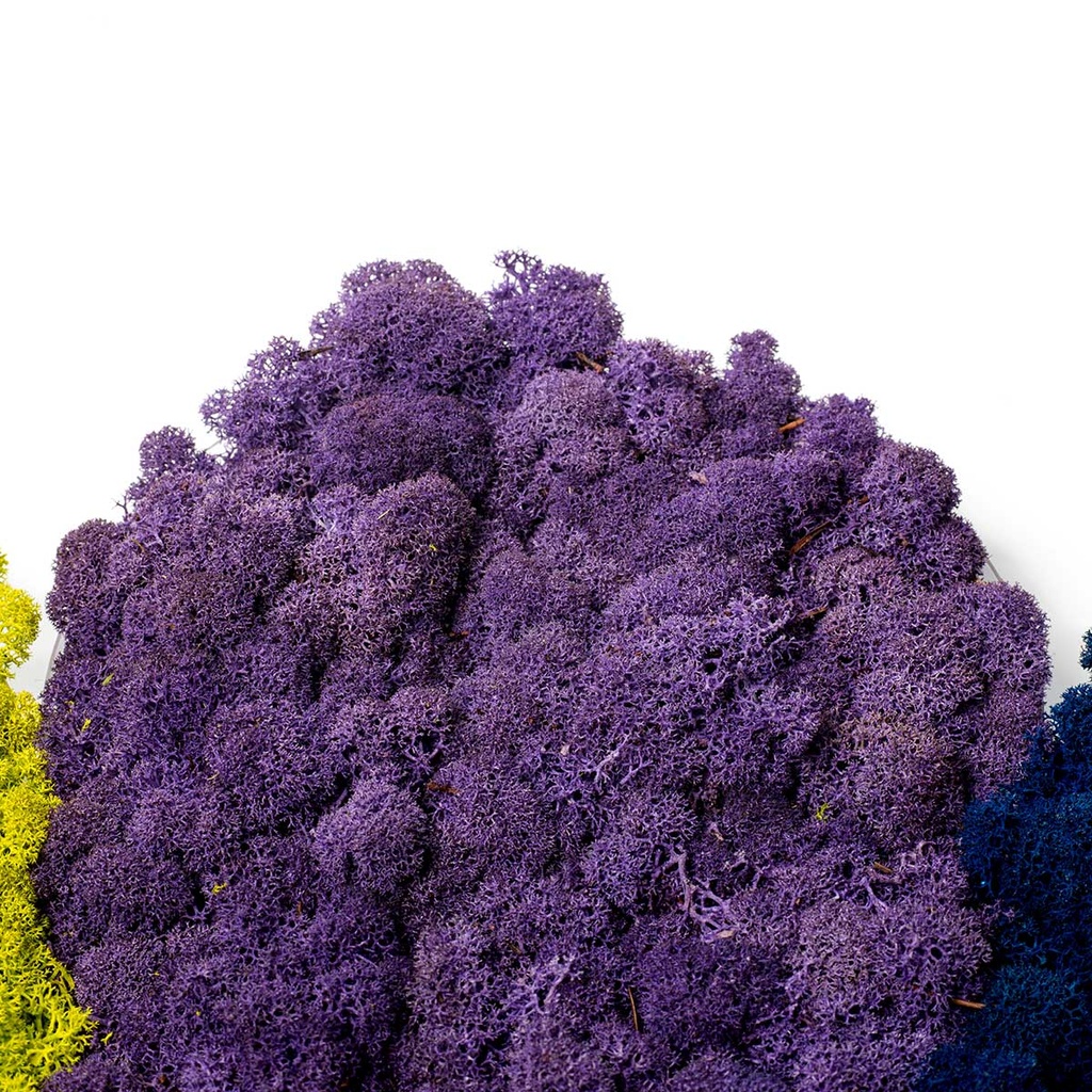 LIR/0567 Lichen stabilisée Violet W-Box 0,5 kg