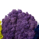 LIR/0567 Lichen stabilisée Violet W-Box 0,5 kg