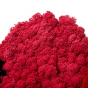 LIR/0569 Lichen stabilisée Fuchsia W-Box 0,5 kg