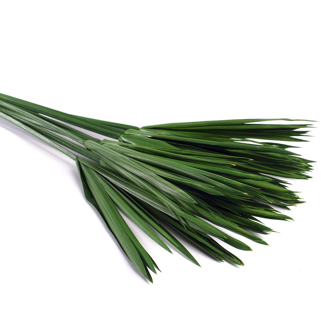 PAP/0105T Papyrus stabilisée Vert 30-60cm