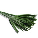 PAP/0105T Papyrus stabilisée Vert 30-60cm