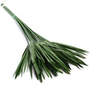 PAP/0105T Papyrus stabilisée Vert 30-60cm