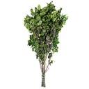 PIT/0103T Pittosporum Tenuifolium stabilisé Vert 30-40 cm