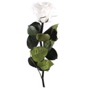PRZ/2000 Rose Amorosa stabilisée Mini Blanc