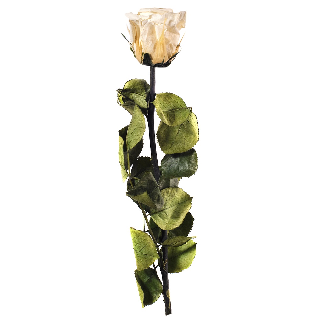 PRZ/2020 Rose Amorosa stabilisée Mini Champagne