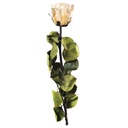 PRZ/2020 Rose Amorosa stabilisée Mini Champagne