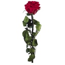 PRZ/2200 Rose Amorosa stabilisée Mini Rouge