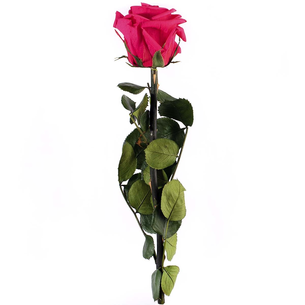 PRZ/2490 Rose Amorosa stabilisée Mini Rose