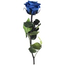 PRZ/2630 Rose Amorosa stabilisée Mini Azur