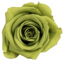 RSM/1451 Rose Heads Mini Vintage Pink 12 Ud,