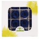 RSP/4630 Têtes de Roses Princesse stabilisée Bleu foncé W-Box 16 têtes