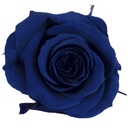 RSP/4630 Têtes de Roses Princesse stabilisée Bleu foncé W-Box 16 têtes