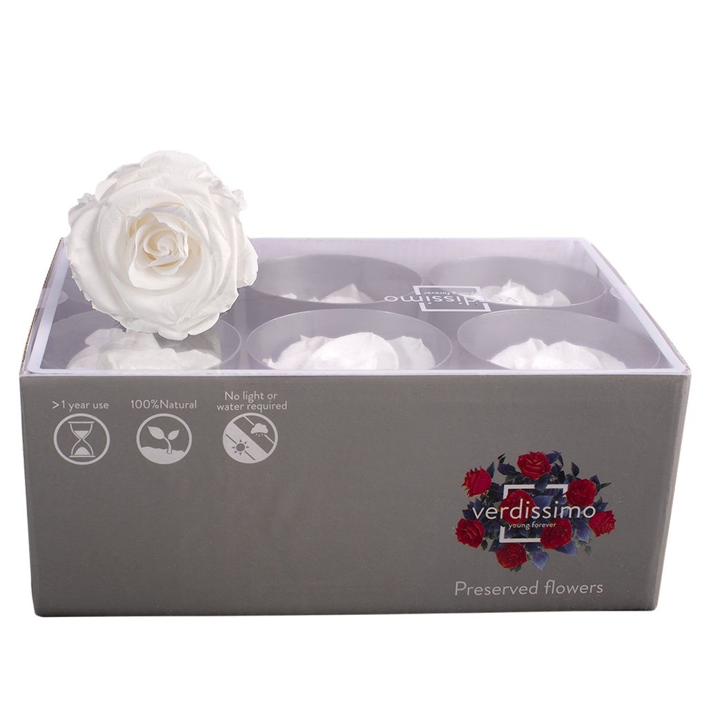 RST/2000 Têtes de Roses Standard stabilisée Blanc Boite de 6 têtes
