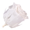 RST/2000 Têtes de Roses Standard stabilisée Blanc Boite de 6 têtes