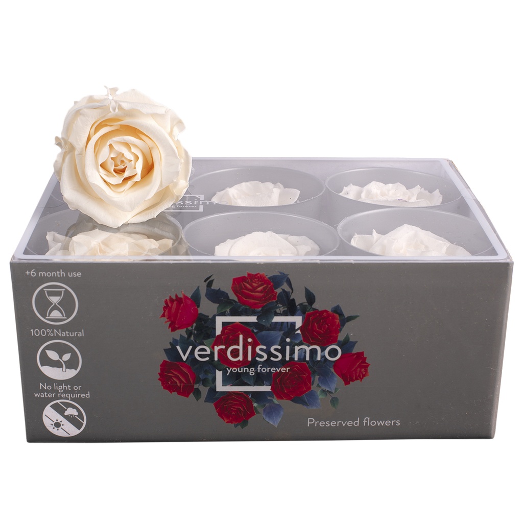 RST/2020 Têtes de Roses Standard stabilisée Champagne Boite de 6 têtes