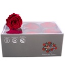 RST/2200 Têtes de Roses Standard stabilisée Rouge W-Box 6 têtes