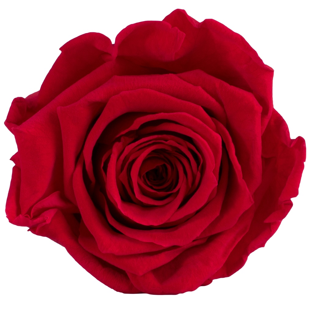 RST/2200 Têtes de Roses Standard stabilisée Rouge W-Box 6 têtes