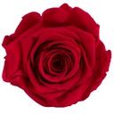RST/2200 Têtes de Roses Standard stabilisée Rouge W-Box 6 têtes